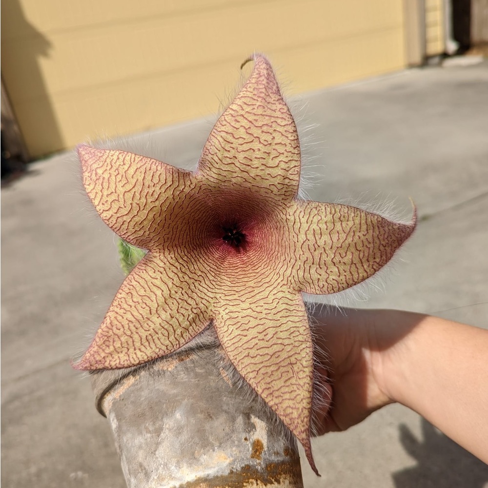 Meet your Posher, Jackie